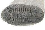 Large, Prone Drotops Trilobite - Mrakib, Morocco #233834-1